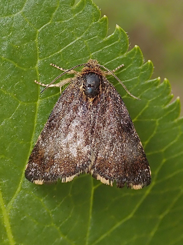 Panemeria tenebrata (Noctuidae)